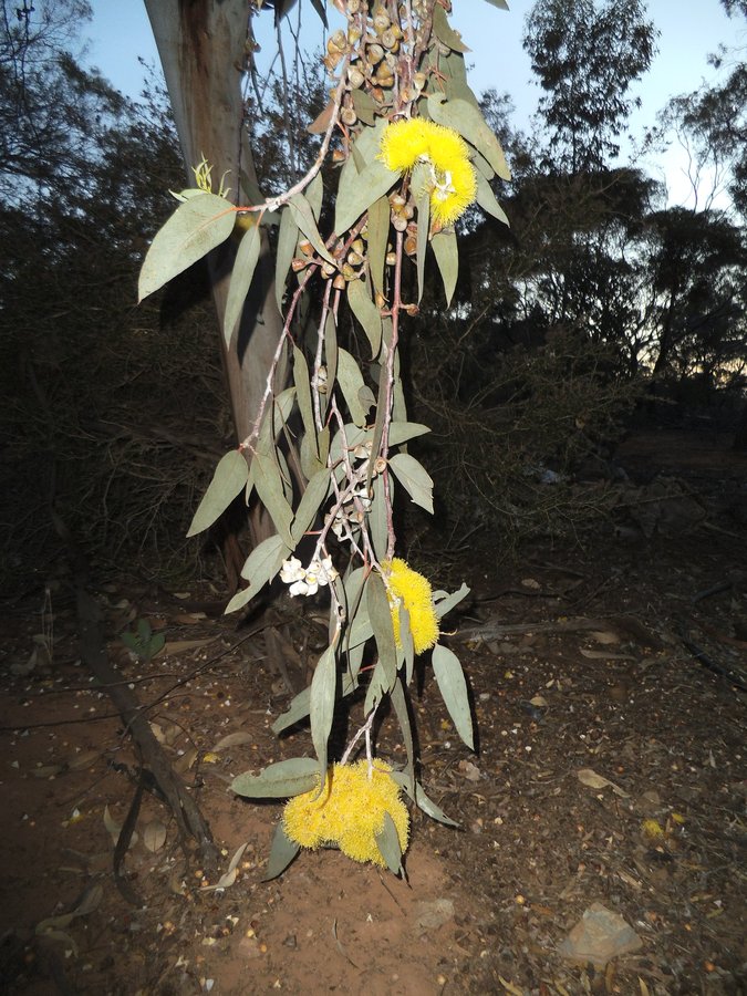 Eucalyptus woodwardii3.JPG